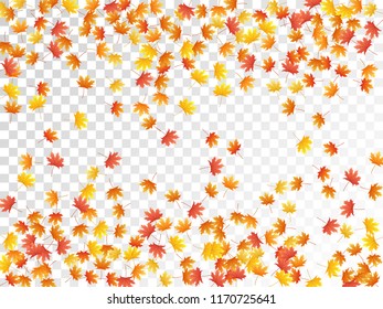 Maple leaves vector, autumn foliage on transparent background. Canadian symbol maple red yellow gold dry autumn leaves. Realistic tree foliage october background graphics.