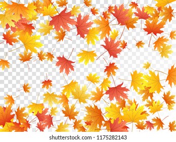 Maple leaves vector, autumn foliage on transparent background. Canadian symbol maple red yellow gold dry autumn leaves. Cool tree foliage fall season specific background.