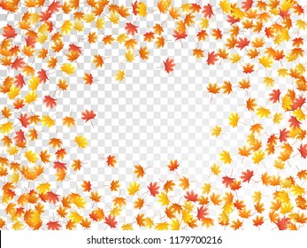 Maple leaves vector, autumn foliage on transparent background. Canadian symbol maple red yellow gold dry autumn leaves. Garden tree foliage september background graphics.