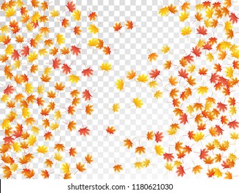 Maple leaves vector, autumn foliage on transparent background. Canadian symbol maple red orange yellow dry autumn leaves. Botanical tree foliage november season specific background.