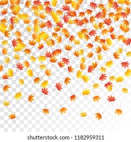 Maple leaves vector, autumn foliage on transparent background. Canadian symbol maple red yellow gold dry autumn leaves. Nice tree foliage vector september season specific background.