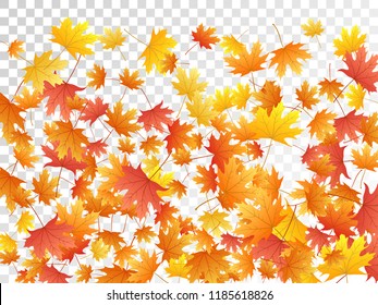 Maple leaves vector, autumn foliage on transparent background. Canadian symbol maple red yellow gold dry autumn leaves. Floral tree foliage vector november seasonal background.