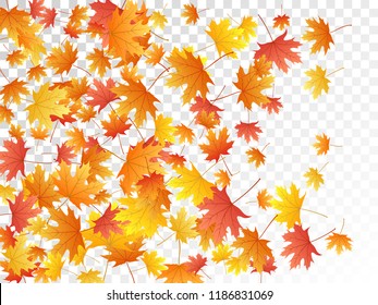 Maple leaves vector, autumn foliage on transparent background. Canadian symbol maple red yellow gold dry autumn leaves. Closeup tree foliage fall seasonal background pattern.