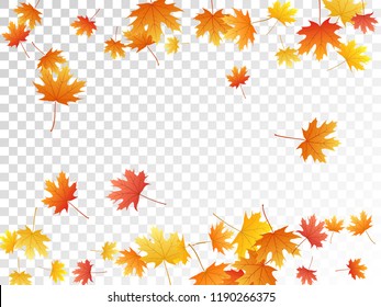 Maple leaves vector, autumn foliage on transparent background. Canadian symbol maple red orange yellow dry autumn leaves. Closeup tree foliage vector fall season specific background.