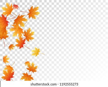 Maple leaves vector, autumn foliage on transparent background. Canadian symbol maple red yellow gold dry autumn leaves. Garden tree foliage october season specific background.