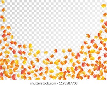 Maple leaves vector, autumn foliage on transparent background. Canadian symbol maple red orange yellow dry autumn leaves. Stylish tree foliage fall season specific background graphics.