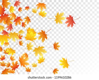 Maple leaves vector, autumn foliage on transparent background. Canadian symbol maple red orange gold dry autumn leaves. Chic tree foliage september background graphics.