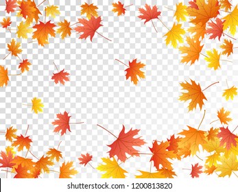 Maple leaves vector, autumn foliage on transparent background. Canadian symbol maple red orange yellow dry autumn leaves. Abstract tree foliage november seasonal background.