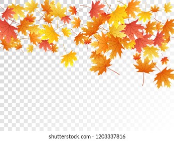 Maple leaves vector, autumn foliage on transparent background. Canadian symbol maple red orange gold dry autumn leaves. Stylish tree foliage fall seasonal background pattern.