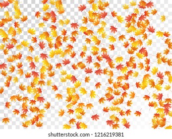 Maple leaves vector, autumn foliage on transparent background. Canadian symbol maple red orange gold dry autumn leaves. Abstract tree foliage october background graphics.