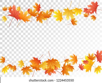 Maple leaves vector, autumn foliage on transparent background. Canadian symbol maple red yellow gold dry autumn leaves. Biological tree foliage october seasonal background.