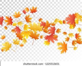 Maple leaves vector, autumn foliage on transparent background. Canadian symbol maple red yellow gold dry autumn leaves. Floral tree foliage september background graphics.