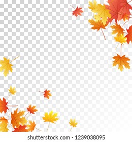 Maple leaves vector, autumn foliage on transparent background. Canadian symbol maple red yellow gold dry autumn leaves. Flying tree foliage vector seasonal background.