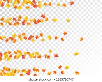 Maple leaves vector, autumn foliage on transparent background. Canadian symbol maple red orange yellow dry autumn leaves. Bright tree foliage october seasonal background.