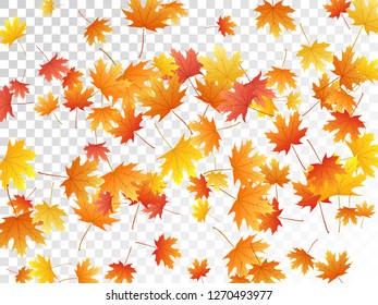 Maple leaves vector, autumn foliage on transparent background. Canadian symbol maple red orange gold dry autumn leaves. Falling tree foliage fall seasonal background pattern.