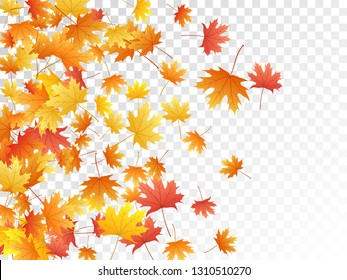 Maple leaves vector, autumn foliage on transparent background. Canadian symbol maple red orange yellow dry autumn leaves. Fancy tree foliage october background graphics.