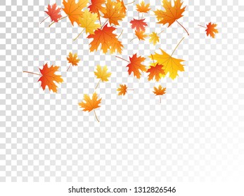 Maple leaves vector, autumn foliage on transparent background. Canadian symbol maple red yellow gold dry autumn leaves. Flying tree foliage vector october seasonal background.