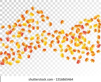 Maple leaves vector, autumn foliage on transparent background. Canadian symbol maple red orange gold dry autumn leaves. Isolated tree foliage fall season specific background pattern.