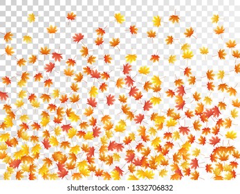 Maple leaves vector, autumn foliage on transparent background. Canadian symbol maple red yellow gold dry autumn leaves. Botanical tree foliage november seasonal background.