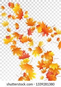 Maple leaves vector, autumn foliage on transparent background. Canadian symbol maple red orange yellow dry autumn leaves. Snazzy tree foliage november season specific background.