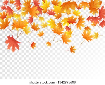 Maple leaves vector, autumn foliage on transparent background. Canadian symbol maple red orange gold dry autumn leaves. Closeup tree foliage vector october season specific background.