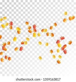 Maple leaves vector, autumn foliage on transparent background. Canadian symbol maple red orange gold dry autumn leaves. Snazzy tree foliage november season specific background.