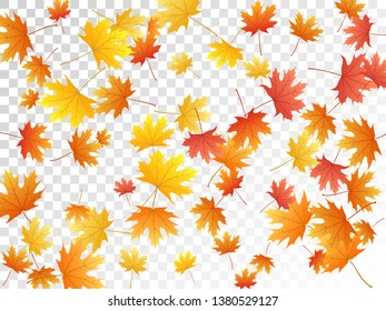 Maple leaves vector, autumn foliage on transparent background. Canadian symbol maple red orange yellow dry autumn leaves. Falling tree foliage vector fall season specific background.