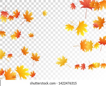 Maple leaves vector, autumn foliage on transparent background. Canadian symbol maple red yellow gold dry autumn leaves. Vivid tree foliage november seasonal background pattern.