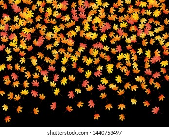 Maple leaves vector, autumn foliage on black background. Canadian symbol maple red orange yellow dry autumn leaves. Romantic tree foliage october background pattern.