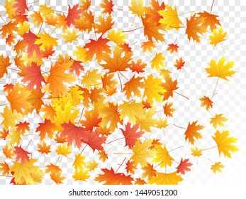 Maple leaves vector, autumn foliage on transparent background. Canadian symbol maple red orange gold dry autumn leaves. Abstract tree foliage september background graphics.