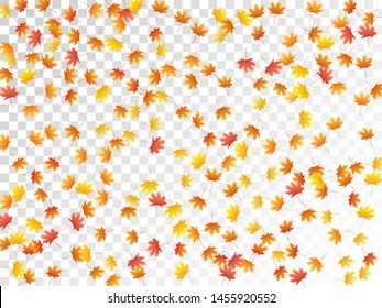 Maple leaves vector, autumn foliage on transparent background. Canadian symbol maple red orange yellow dry autumn leaves. Chic tree foliage vector fall season specific background.