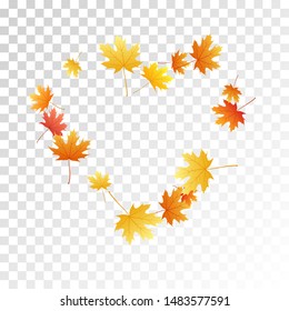 Maple leaves vector, autumn foliage on transparent background. Canadian symbol maple red yellow gold dry autumn leaves. Beautiful tree foliage vector fall season specific background.