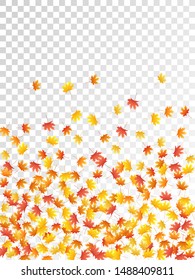 Maple leaves vector, autumn foliage on transparent background. Canadian symbol maple red orange gold dry autumn leaves. Elegant tree foliage vector october season specific background.