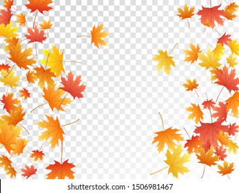 Maple leaves vector, autumn foliage on transparent background. Canadian symbol maple red yellow gold dry autumn leaves. Isolated tree foliage fall season specific background pattern.