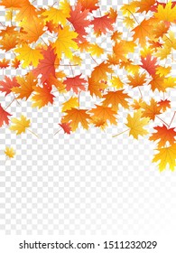 Maple leaves vector, autumn foliage on transparent background. Canadian symbol maple red orange gold dry autumn leaves. Botanical tree foliage fall season specific background graphics.