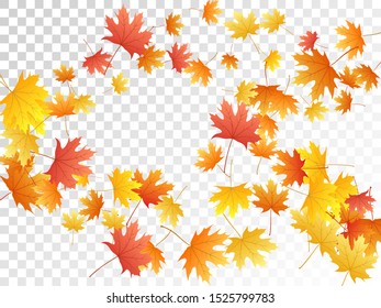 Maple leaves vector, autumn foliage on transparent background. Canadian symbol maple red orange yellow dry autumn leaves. Cool tree foliage october background graphics.