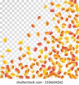 Maple leaves vector, autumn foliage on transparent background. Canadian symbol maple red orange gold dry autumn leaves. Chic tree foliage november seasonal background.