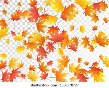 Maple leaves vector, autumn foliage on transparent background. Canadian symbol maple red orange yellow dry autumn leaves. Bright tree foliage vector september season specific background.