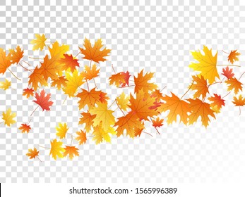 Maple leaves vector, autumn foliage on transparent background. Canadian symbol maple red yellow gold dry autumn leaves. Biological tree foliage vector september seasonal background.