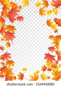 Maple leaves vector, autumn foliage on transparent background. Canadian symbol maple red yellow gold dry autumn leaves. Cool tree foliage vector fall season specific background.