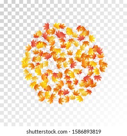 Maple leaves vector, autumn foliage on transparent background. Canadian symbol maple red orange yellow dry autumn leaves. Fancy tree foliage vector october season specific background.