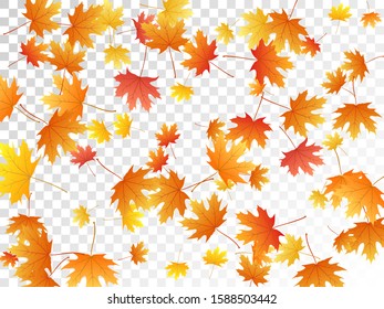 Maple leaves vector, autumn foliage on transparent background. Canadian symbol maple red yellow gold dry autumn leaves. Rich tree foliage vector november seasonal background.