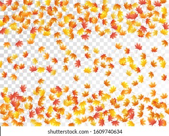 Maple leaves vector, autumn foliage on transparent background. Canadian symbol maple red orange yellow dry autumn leaves. Botanical tree foliage october background pattern.