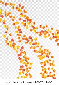 Hojas de arce vectoriales, follaje otoñal sobre fondo transparente. Símbolo canadiense color amarillo dorado hojas secas de otoño. Bosque de árboles botánicos de la temporada de octubre.