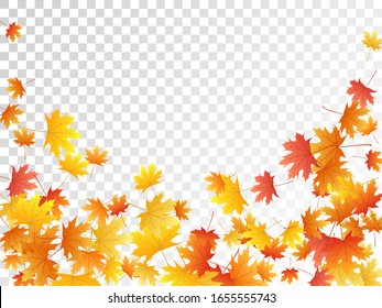 Maple leaves vector, autumn foliage on transparent background. Canadian symbol maple red yellow gold dry autumn leaves. Abstract tree foliage vector september seasonal background.
