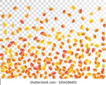 Hojas de arce vectoriales, follaje otoñal sobre fondo transparente. Símbolo canadiense color naranja rojo color oro seco hojas de otoño. Patrón de fondo específico de la temporada de caída de árboles vivos.
