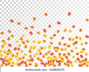 Maple leaves vector, autumn foliage on transparent background. Canadian symbol maple red yellow gold dry autumn leaves. Closeup tree foliage fall season specific background pattern.