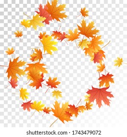 Hojas de arce vectoriales, follaje otoñal sobre fondo transparente. Símbolo canadiense maple naranja rojo oro hojas secas de otoño. Fondo específico de la temporada de follaje de árbol frío de noviembre.