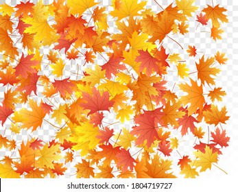 Maple leaves vector, autumn foliage on transparent background. Canadian symbol maple red orange yellow dry autumn leaves. Cool tree foliage vector october seasonal background.