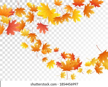 Maple leaves vector, autumn foliage on transparent background. Canadian symbol maple red yellow gold dry autumn leaves. Realistic tree foliage november seasonal background.